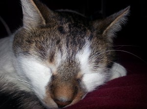 Leo Sleeping 2 Leo Sleeping 2