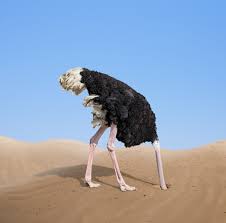 Ostrich in sand